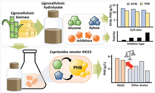 Graphical abstract: Development of an efficient poly(3-hydroxybutyrate) production platform from lignocellulosic hydrolysates using a robust Cupriavidus necator RXI22 strain