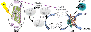 Graphical abstract: Enhanced photo-enzyme CO2 reduction using PEI-modified TPDE/SFN-FE photoenzyme composite catalysts