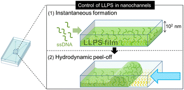 Graphical abstract: Flow-programmable and reversible surface-induced LLPS in nanofluidic channels