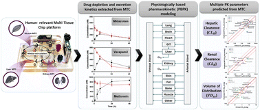 Graphical abstract: Predicting human pharmacokinetic parameters of drugs using a multi-tissue chip platform integrating liver, kidney, and skeletal muscle microphysiological systems