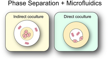 Graphical abstract: Multiphasic droplet microfluidics platform for controlled bacteria and mammalian cell co-culture
