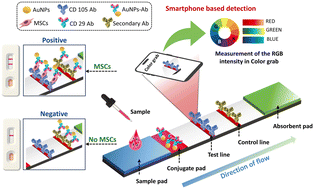Graphical abstract: A dual-antibody gold nanoparticle-based lateral flow assay for rapid and selective detection of mesenchymal stem cell stemness
