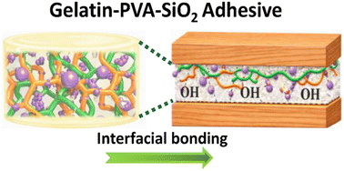 Graphical abstract: Functionalized nano SiO2 reinforced gelatin–PVA hydrogels for sustainable wood adhesion