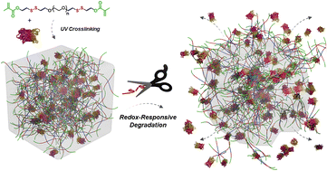 Graphical abstract: Redox-responsive photo-polymerizable PEG-based hydrogels: diverse functionalization, 3D-printing, and on-demand degradation for protein release