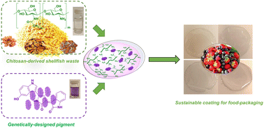 Graphical abstract: Violacein-containing chitosan as light-sensitive, antioxidant and antibacterial hydrogels towards sustainable food packaging