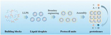 Graphical abstract: Recent advances in membranized coacervates as functional compartments: synthetic strategies and mechanisms for prototissues
