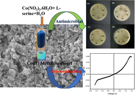 Graphical abstract: Development of a supramolecular cobalt(ii) metallohydrogel from l-serine-based low molecular weight gelator for dual antimicrobial and semiconducting applications