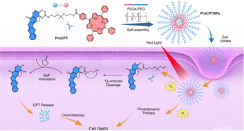 Graphical abstract: A photosensitizer-drug conjugate for synergistic photodynamic therapy and photo-triggered camptothecin release
