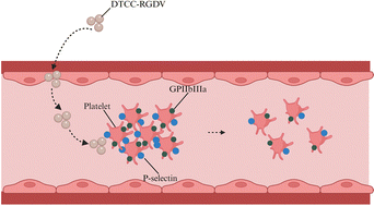 Graphical abstract: DTCC–RGDV: a nano-scaled conjugate capable of targeting arterial thrombi and releasing anti-thrombotic pharmacophore DTCC