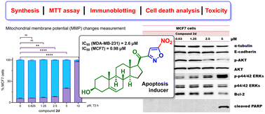 Graphical abstract: A comprehensive study of novel pregnenolone-isoxazole hybrids as selective inducers of mitochondrial apoptosis in breast cancer cells