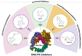 Graphical abstract: Targeting DNA-PK: medicinal chemistry insights into small-molecule inhibitor discovery and optimisation