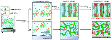 Graphical abstract: Hierarchical anisotropy inheritance in interpenetrating polymer network hydrogels via multi-stage soft templating