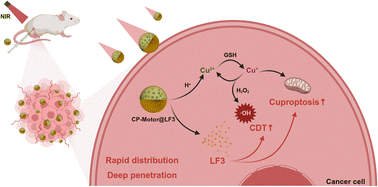 Graphical abstract: Engineered covalent organic framework nanomotor for amplified cuproptosis therapy via Wnt/β-catenin signaling inhibition