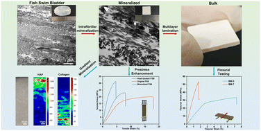 Graphical abstract: Enabling gradient biomineralization and prestress with a macroscopic matrix: the fish swim bladder for bioprocessing-inspired fabrication