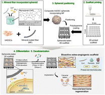 Graphical abstract: Development of an osteo-angiogenic scaffold derived from decellularization of spheroid-embedded 3D constructs for vascularized bone regeneration