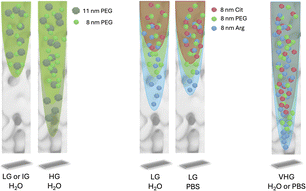 Graphical abstract: Magnetophoretic transport of functionalised iron-oxide nanoparticles through biomimetic hydrogels and extracellular matrix