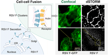Graphical abstract: Actin-dependent regulation of RSV F-mediated cell–cell fusion revealed by visualizing its spatiotemporal dynamics