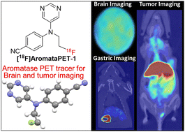 Graphical abstract: Species-dependent aromatase imaging in rodents, blood–brain barrier permeability, and tumor visualization with a novel 18F-labeled PET tracer, [18F]AromataPET-1