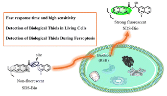 Graphical abstract: A novel coumarin/quinolinium-based fluorescent probe for the detection and bioimaging of intracellular biothiols