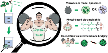 Graphical abstract: Rational design of diterpene-derived amphiphilic nanostructures for microbial flocculation in wastewater treatment