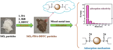 Graphical abstract: SiO2–PDA–DDTC nanocomposites for efficient and selective recovery of silver from wastewater: performance and mechanisms