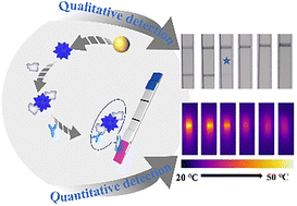 Graphical abstract: Tunable morphology of Au nanostars enhances dual-modal lateral flow immunoassay for sensitive SARS-CoV-2 antibody detection