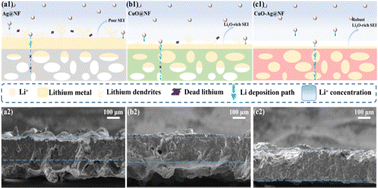 Graphical abstract: Constructing a gradient lithiophilic structure within a 3D stable framework for a dendrite-free lithium metal anode