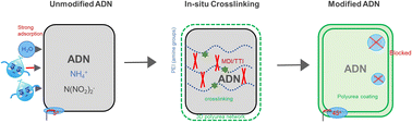 Graphical abstract: In situ crosslinking of PEI and isocyanate for enhanced moisture resistance of ammonium dinitramide: a computational and experimental investigation