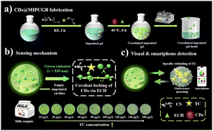 Graphical abstract: Covalent locking of carbon dots in imprinted chitosan gel beads for reusable, visual tetracycline detection