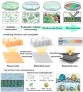 Graphical abstract: Ultrastrong and superamphiphobic structural color composites via synergistic densification of cellulose nanocrystals and aligned nanofibrils