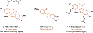 Graphical abstract: The isolation, biosynthesis, biological profiles and synthesis of the pterocarpans, pterocarpenes and coumestans: isoflavone derivatives with pharmacological utility