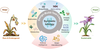 Graphical abstract: Synthetic biology as a game-changer for endangered medicinal orchids: biosynthesis, engineering and conservation
