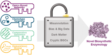Graphical abstract: Unlocking hidden enzymatic chemistry in natural product biosynthesis