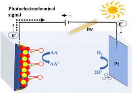 Graphical abstract: An interface engineered ZnO/rGO/Au NPs@MoS2 heterojunction for enhanced photoelectrochemical DNA sensing