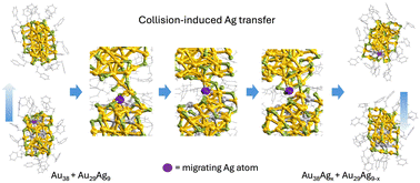 Graphical abstract: Silver exchange dynamics in monolayer-protected doped gold clusters