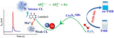 Graphical abstract: Engineered Co3O4 nanoboxes boost luminol chemiluminescence for selective Mn2+ sensing