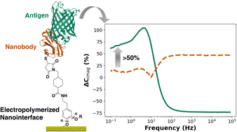 Graphical abstract: Film, function, flexibility: label-free nanobody sensors via electropolymerized nanointerfaces