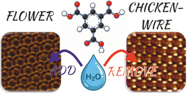 Graphical abstract: The water, of course! Impurity-induced polymorphism in the self-assembly of interfacial trimesic acid monolayers