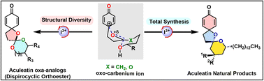 Graphical abstract: Design and synthesis of aculeatin oxo-analogues and aculeatin natural products enabled by oxo-carbenium ion cyclization