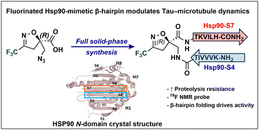 Graphical abstract: A β-hairpin mimic built on a fluorinated isoxazoline-β2,2-amino acid as a modulator of Tau protein aggregation