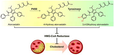 Graphical abstract: Biocatalytic synthesis of a novel atorvastatin catechol derivative as an anti-hyperlipidemic drug candidate using bacterial tyrosinase