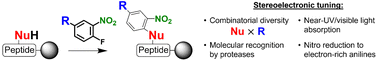 Graphical abstract: Late-stage peptide nitroarylation: stereoelectronic tuning and molecular recognition