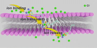 Graphical abstract: Substituent effects direct anion transport in aryl-triazole derivatives