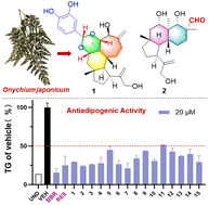 Graphical abstract: Anti-adipogenic cyathane diterpenoids from Onychium japonicum