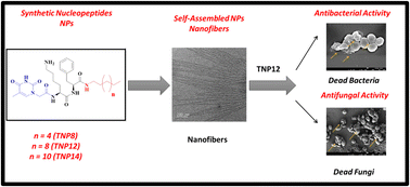 Graphical abstract: C-terminally engineered nucleopeptide-based soft materials exhibiting antibacterial and antifungal efficacy against multi-drug-resistant strains