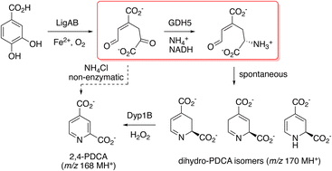 Graphical abstract: Enzyme-catalysed synthesis of pyridines from biomass-derived feedstocks