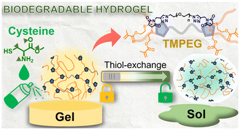 Graphical abstract: On-demand degradable thiol-maleimide PEG hydrogels as abrasion-free adhesives
