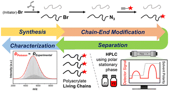 Graphical abstract: MWD of living polyacrylates fractionated by chromatography via chain-end modification