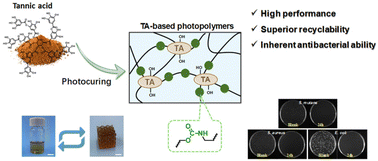 Graphical abstract: Integrated design of high-performance, recyclable, and antibacterial 3D-printing photopolymers from tannic acid