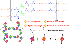 Graphical abstract: A mild-temperature self-healing bio-based polyurethane film enabled by dual dynamic covalent bonds and segmental design